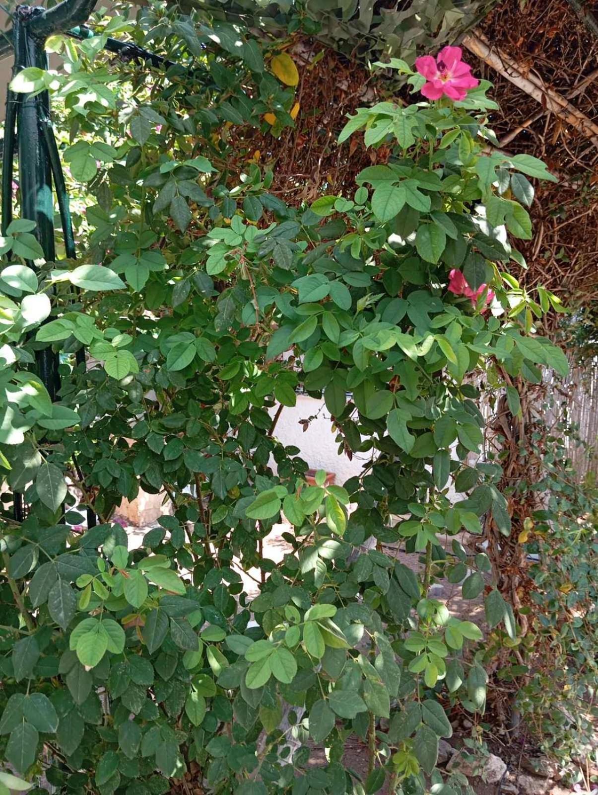 Εξοχικό Roxani Villa Ambelakia Dış mekan fotoğraf